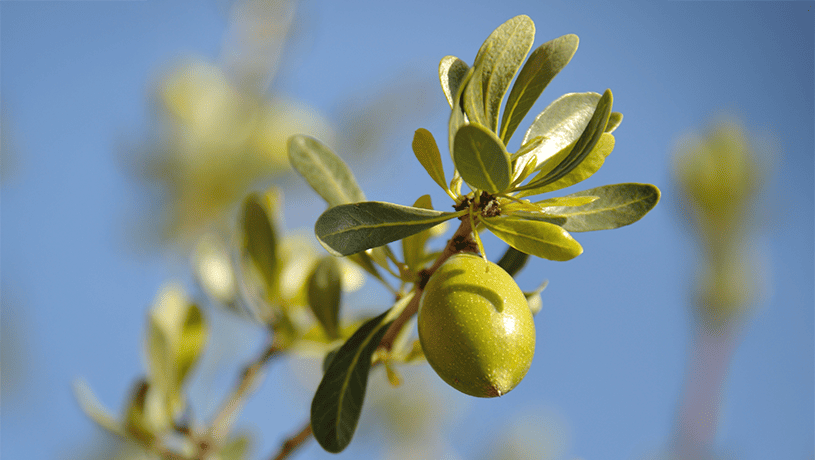 Olio di argan: ecco i segreti per usarlo sui capelli